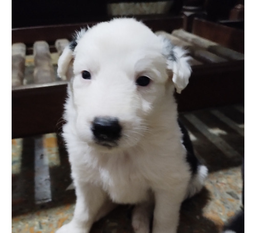 Cachorro Macho Border Collie