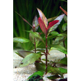 Pack 10 Althernantera Reineckii Planta Acuario Estanque