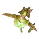 Orquídea Catasetum Fimbratum Plantas 