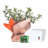 Planta Pescadito Para Regalo