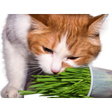 Grama Para Gato Cat Grass Sementes P/ Plantar