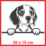 Calco Perro Beagle Vinilo Auto Motos Termos Notebook