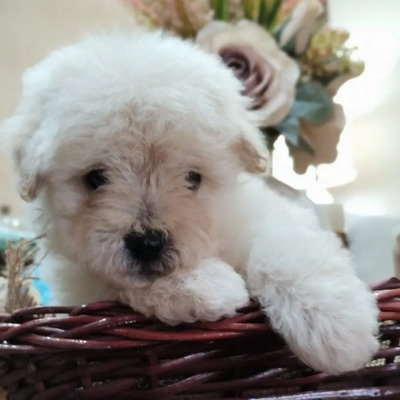 French Poodle Y\u002Fo Caniche Mini  | Meses sin interés