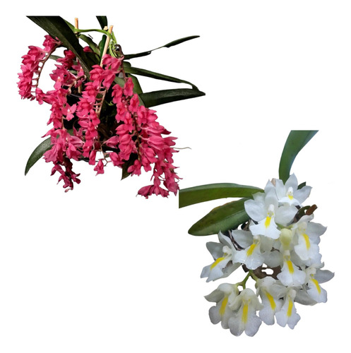 Kit Orquidea Rodriguezia Venusta + Lanceolata ( Pré Adulta )