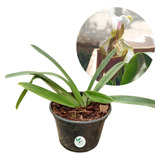 Muda Orquidea Sapatinho Paphiopedilum Em Vaso Adulta
