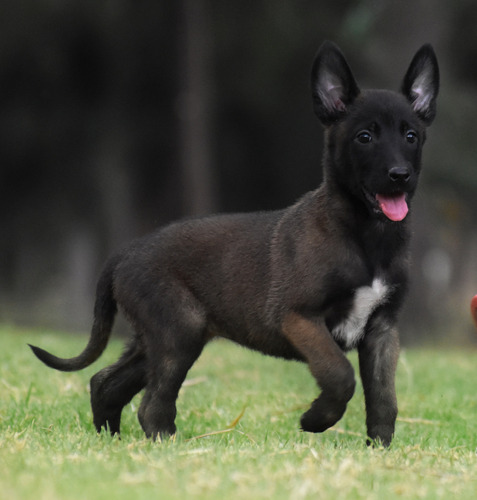 Pastor Belga Malinois Cachorra Bella  Pedigree Opcional