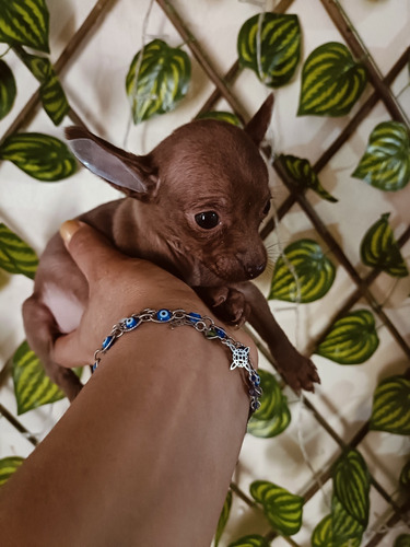 Cachorras Chihuahua Miniatura 