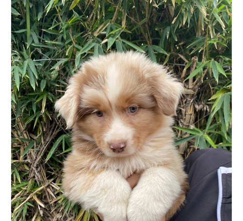 Cachorros Australian Shepherd- Pastor Australiano