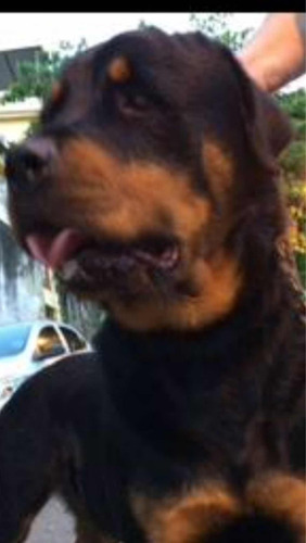 Rottweiler Filhote Com Pedigree A6 Neto De Campeão