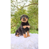 Rotweiler Cachorros Precio Especial Mascotas Rionegro