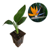 Muda De Strelitzia Reginea - Ave Do Paraíso - Ornamental