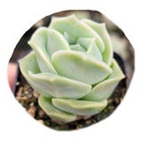 Echeveria Lovely Rose Pote 9