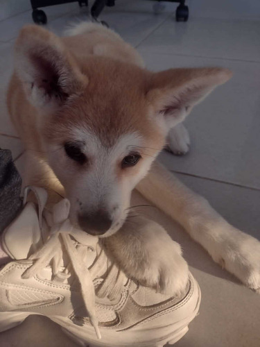 Filhote De Akita Inu Com Pedigree E Microchip 