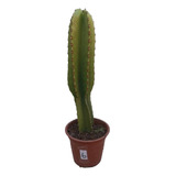 Euphorbia Ingens (cactus Candelabro) Mediano