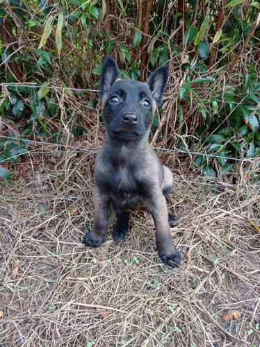 Cachorro Perro Pastor Belga Malinois Macho Animal Pets Colom