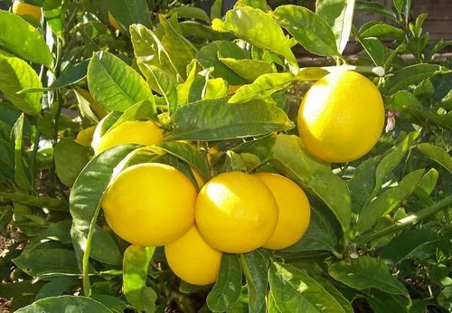 Limon Meyer No Semilla Arbolitofrutal Citrico Enano Injerto