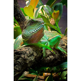 Cuadro 40x60cm Camaleon Reptil Iguana Animal Exotico M7