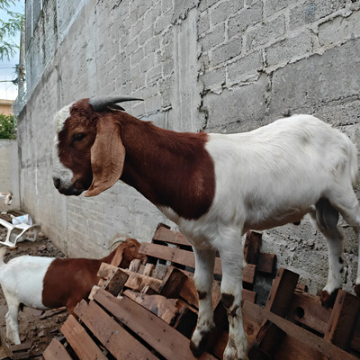 Ganado Caprino