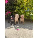 Hermosos Cachorros Labrador
