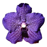 Orquidea Vanda Azul - Pré-adulta