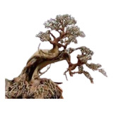 Plantpro Stork Bonsai Ns