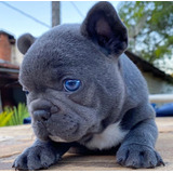 Bulldog Francés Exótico Blue Ojos Celeste Para Reservar 