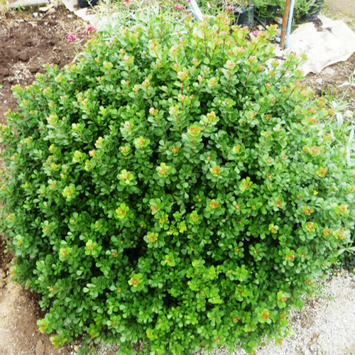 Arbusto Rhus Crenata 40cm Frondosos