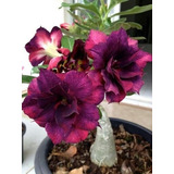 Rosa Del Desierto , Adenium Morado Doble Petalo