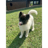 Akita Americano Pelo Largo Medellin Animal Pets Colombia