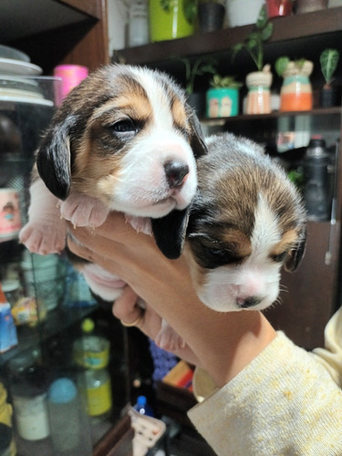 Cachorros Beagles 