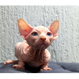 Lindo Filhote Macho De Sphynx