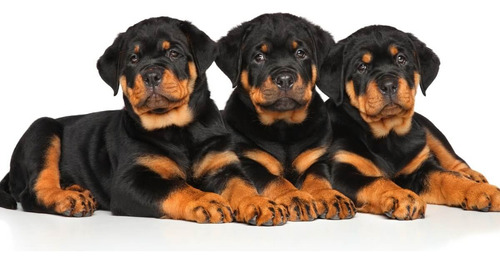 Cachorro Rottweiler 08