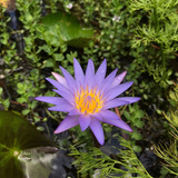 Nenúfar Morado- Azul Nymphaea Sp Lirio Acuático