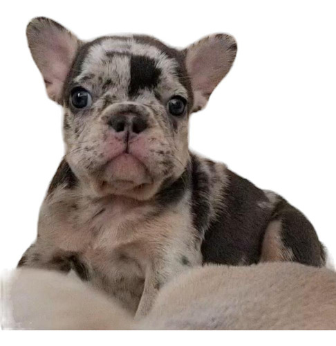 Hembra Bulldog Francés Blue Merle 