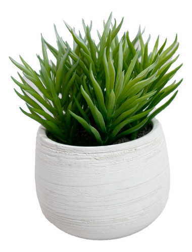 Planta Suculenta Maceta De Cemento Blanco 15cm Premium Hogar