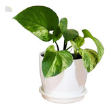 Planta Interior Potus Blanco C/maceta12 Premium Plato