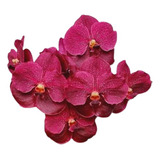 1 Muda Orquidea Vanda Vermelha Flor Promoção