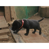 Cachorro De Rottweiler Con Mastín Napolitano 56966628802 