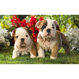 Cachorro Bulldog Ingles 06