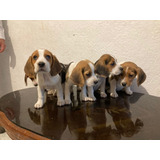 Beagle Cachorros Tricolor