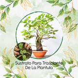 Sustrato Para Trasplante De Bonsái Alnus Acuminata