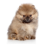 Cachorrito Pomerania Disponible Cachorro Pomeranie Puppy