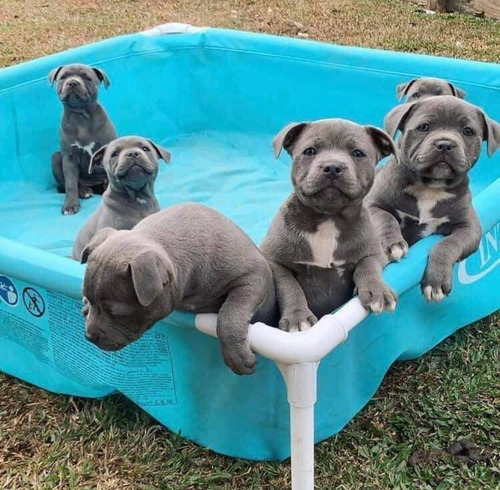 Cachorros Pitbull Blue