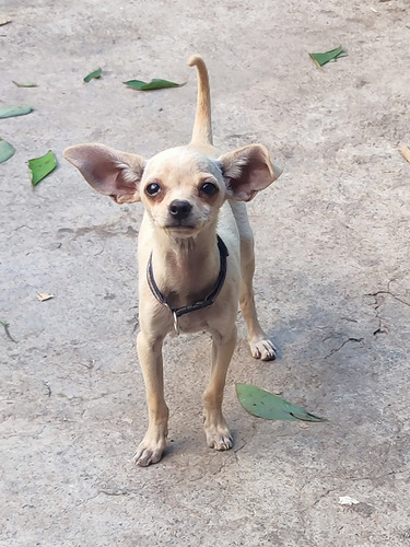 Chihuahueño Chihuahua Cachorros Legítimos 