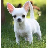 Hermosos Chihuahuas De Bolsillo