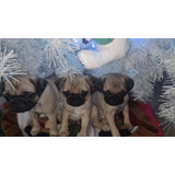 Cachorros Pug Cervato Excelente Acompañante Para La Familia