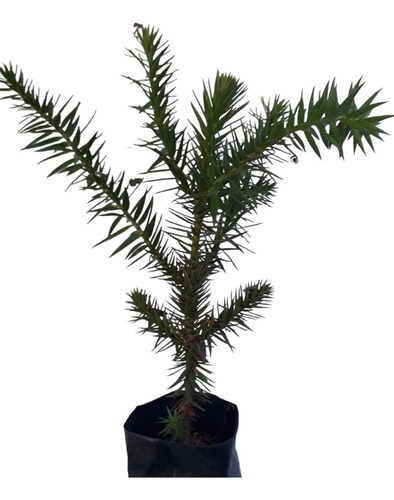 Plantas De Araucaria Araucana  Pehuen 