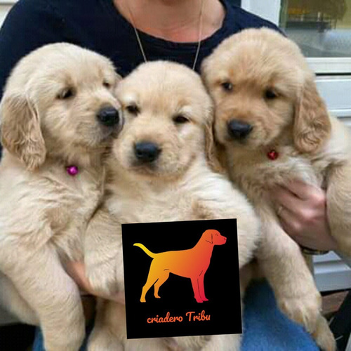 Golden Cachorros Del Criadero Mas Buscado De Argentina