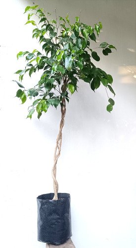 Ficus Benjamina Trenzado Árbol Planta De Interior