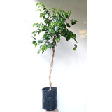 Ficus Benjamina Trenzado Árbol Planta De Interior